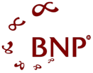 BNP